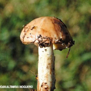 Suillus granulatus