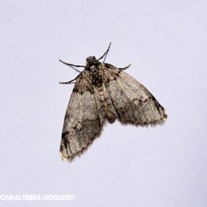 Tephronia lhommearia