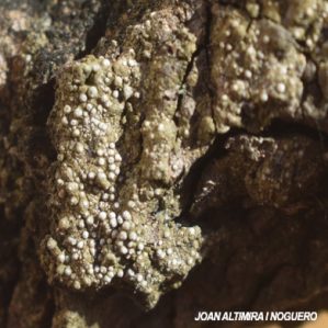 Thelopsis isiaca