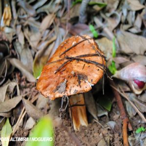 Tricholoma fracticum