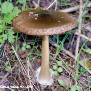 Volvopluteus gloiocephalus