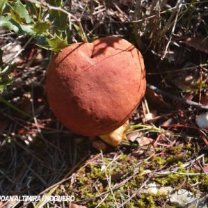 Xerocomus ferrugineus