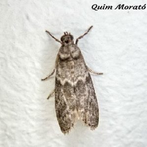 Apomyelois ceratoniae