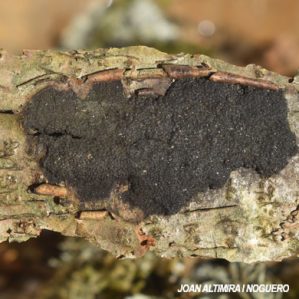 Biscogniauxia mediterranea