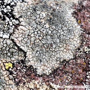 Aspiciliella cupreoglauca
