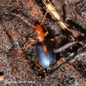 Brachinus sclopeta