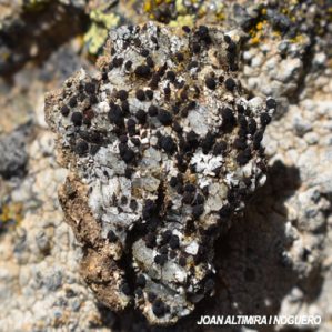 Caloplaca ligustica