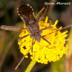 Camptopus lateralis
