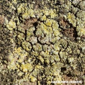 Candelariella oleaginescens