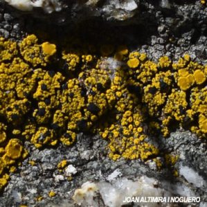 Carbonea vitellinaria