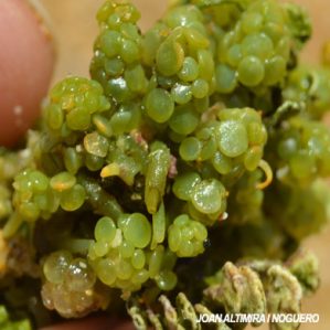 Caulerpa racemosa