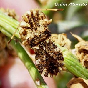 Centrocoris variegatus