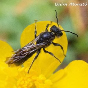 Chelostoma florisomne