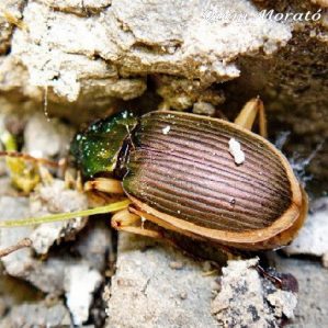 Chlaenius spoliatus