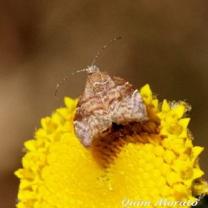 Choreutis nemorana