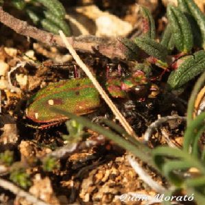 Cicindela maroccana