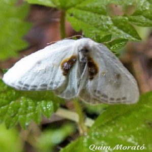 Cilix hispanica
