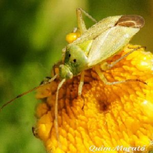 Closterotomus norwegicus