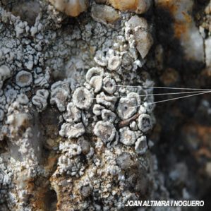 Dactylospora parellaria