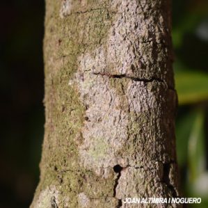 Dendrographa decolorans