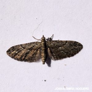 Eupithecia oxycedrata
