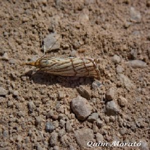 Chrysocrambus dentuellus
