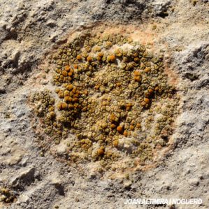 Flavoplaca navasiana
