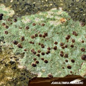Lecania naegelii