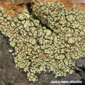 Lecanora soralifera