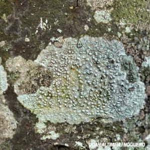 Pertusaria leioplaca