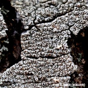 Pertusaria pertusa