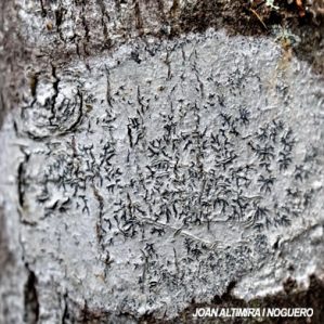 Phaeographis dendritica