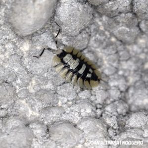 Porcellio expansus