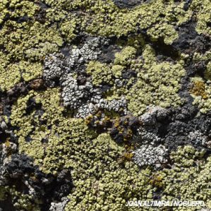 Rhizocarpon viridiatrum