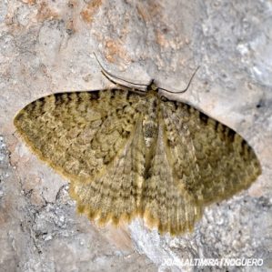 Triphosa dubitata