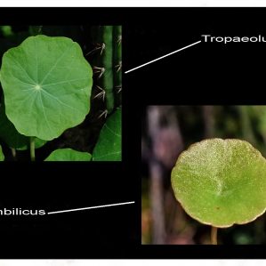 Orbicular