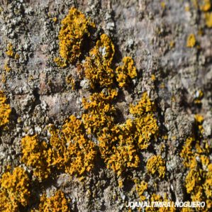 Xanthoria aureola