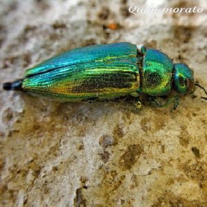 Eurythyrea micans