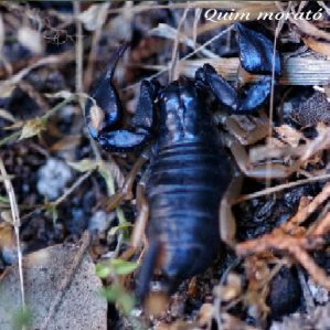 Euscorpius flavicaudis