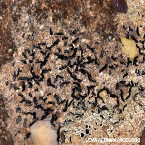Alyxoria subelevata