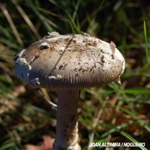 Amanita mairei