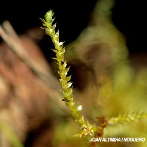 Amblystegium serpens