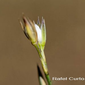 Bufonia paniculata