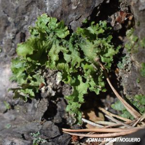 Cetraria chlorophylla
