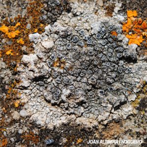 Circinaria hoffmanniana