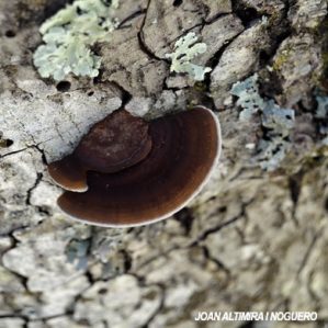 Daedalea quercina