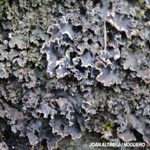 Peltigera elisabethae