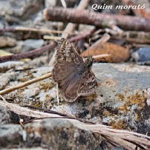Erynnis tages