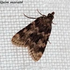 Aglossa caprealis