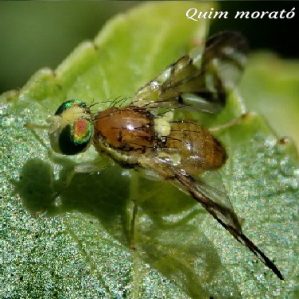 Euleia heraclei